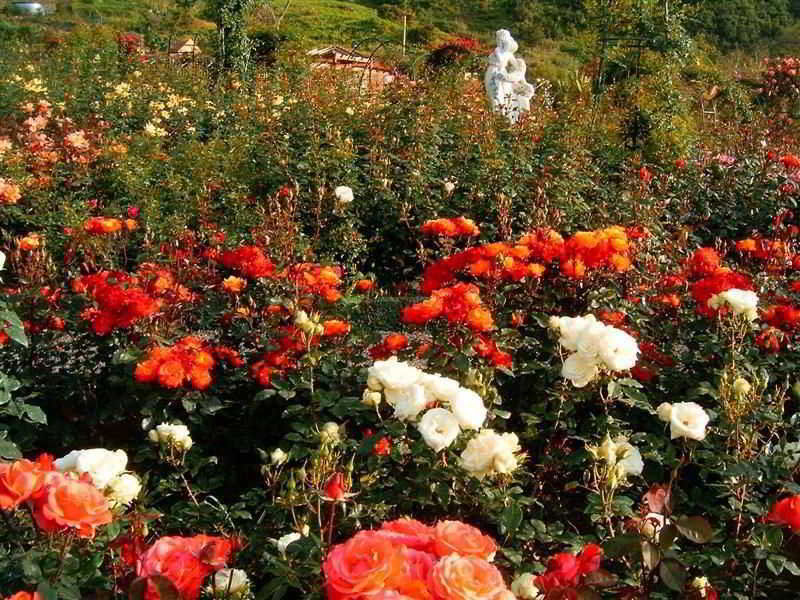 Arco de São Jorge Pestana Quinta Do Arco Nature & Rose Garden Hotel מראה חיצוני תמונה